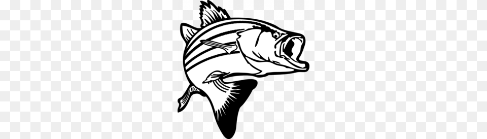 Largemouth Bass Clipart, Animal, Fish, Sea Life, Tuna Png Image