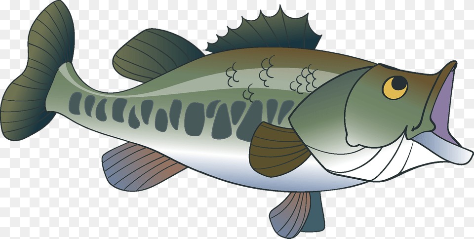 Largemouth Bass Clipart, Animal, Sea Life, Fish, Shark Png Image