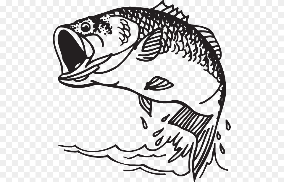 Largemouth Bass Decal Bass Fishing Bass Fish Clipart, Animal, Sea Life, Baby, Person Png Image