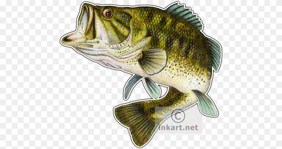 Largemouth Bass Drawing At Getdrawings Largemouth Bass Fish, Animal, Sea Life, Perch Free Png Download