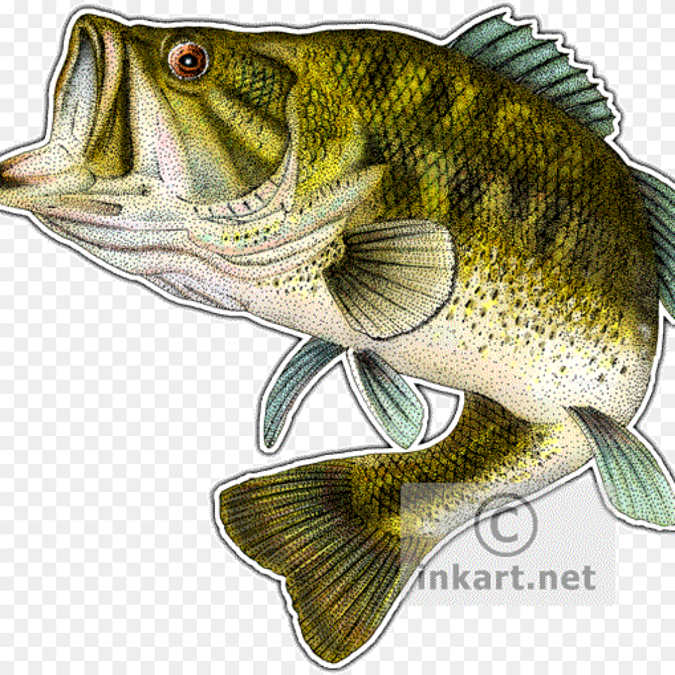 Largemouth Bass Drawing School Clipart Hatenylo, Animal, Fish, Perch, Sea Life Png