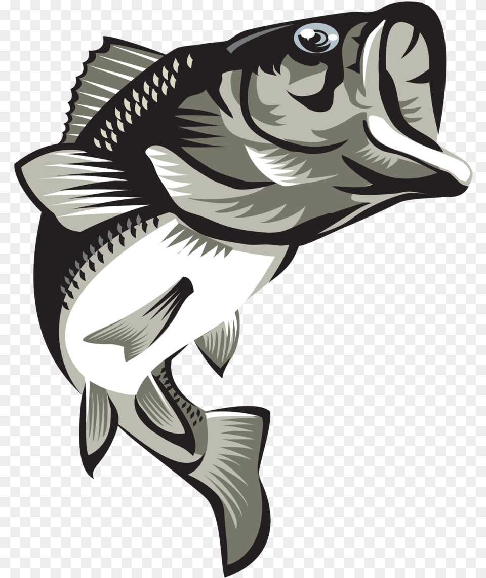 Largemouth Bass Final2coloured Largemouth Bass, Animal, Fish, Sea Life, Shark Free Png