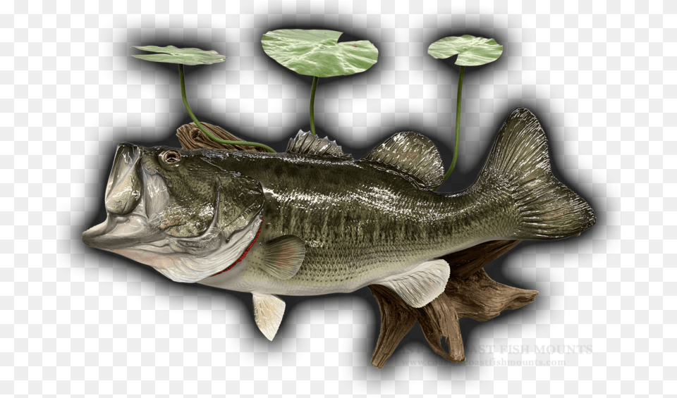 Largemouth Bass Fish Mount Replica 366 Happy New Year Large Mouth Bass, Animal, Sea Life, Perch Free Png Download