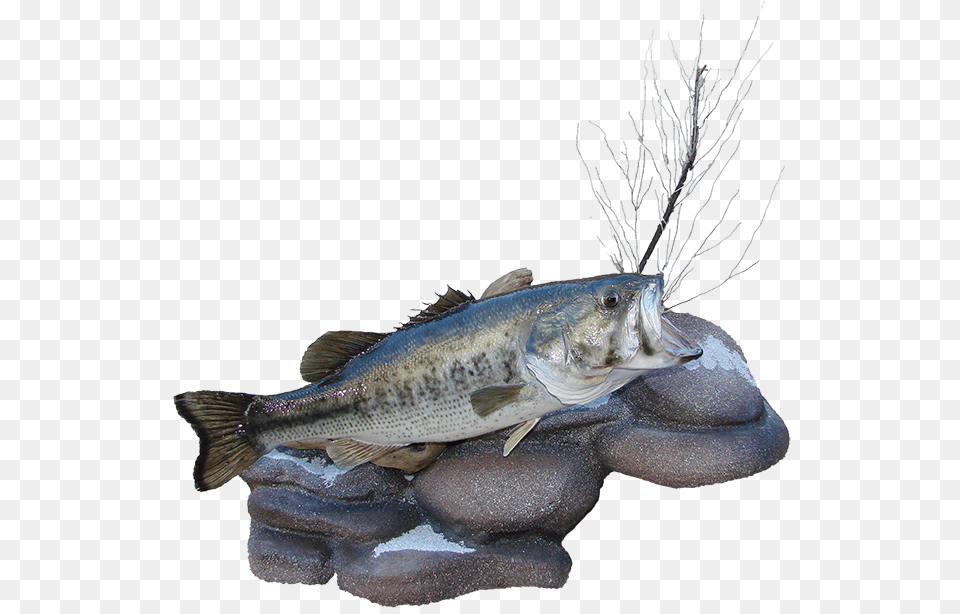 Largemouth Bass Mount, Animal, Fish, Sea Life, Perch Free Png Download