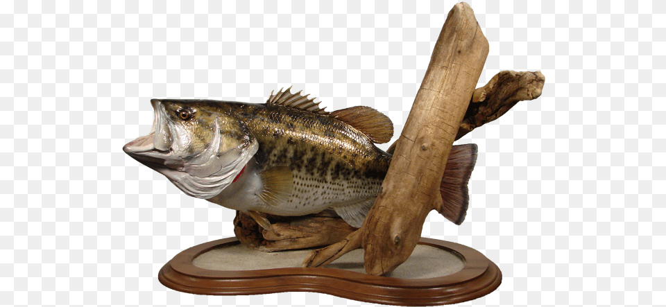 Largemouth Bass Mount Northern Largemouth Bass, Animal, Fish, Sea Life, Wood Png Image