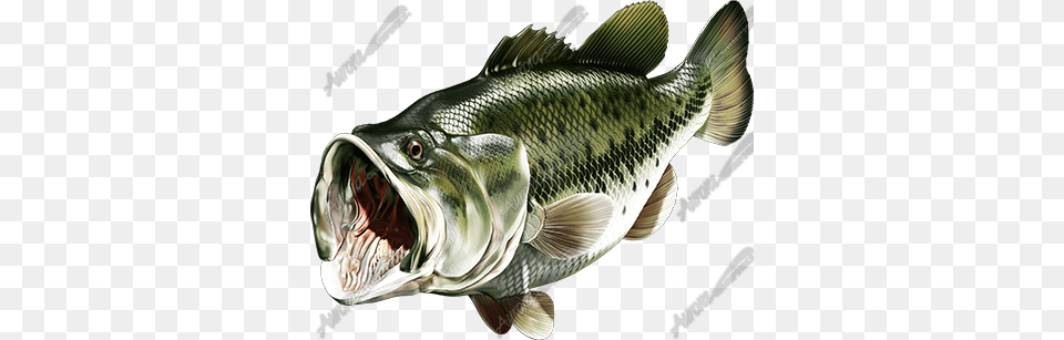 Largemouth Bass Transparent, Animal, Sea Life, Fish Png