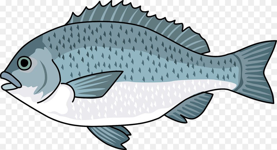 Largescale Blackfish Clipart, Animal, Sea Life, Fish, Shark Png