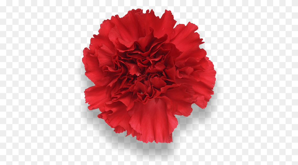 Largest Collection Of To Edit Carnation Stickers, Flower, Plant, Rose Free Png Download
