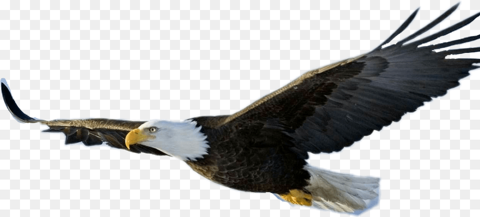 Largest Collection Of Free To Edit Eagleguli Xci Eagle Transparent, Animal, Bird, Flying, Beak Png Image
