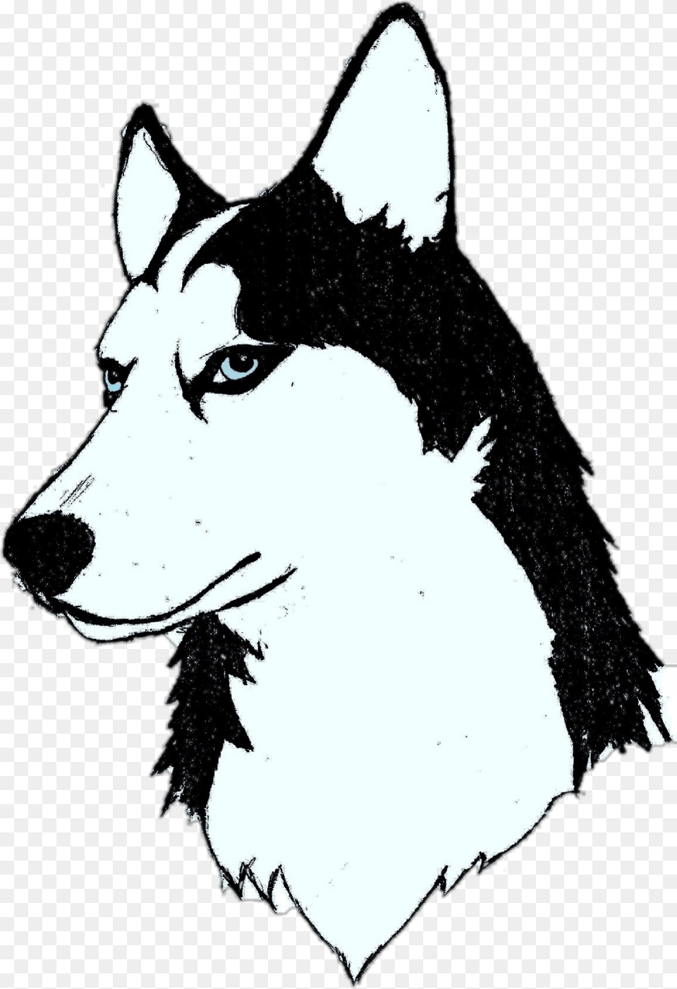 Largest Collection Of Free To Edit Husky Dog Stickers, Mammal, Animal, Canine, Pet Png