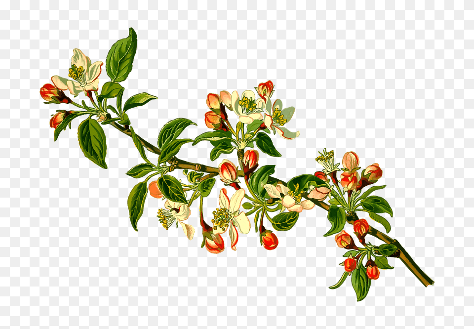 Largest Collection Of To Edit Painting Rousseau Henrirousseau, Acanthaceae, Herbs, Leaf, Flower Arrangement Free Transparent Png