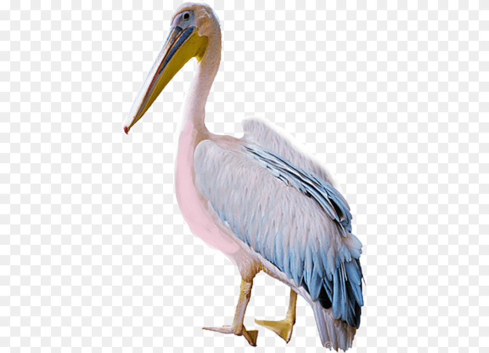 Largest Collection Of Free To Edit Pelicankfurnacethomas Pelican, Animal, Bird, Waterfowl Png