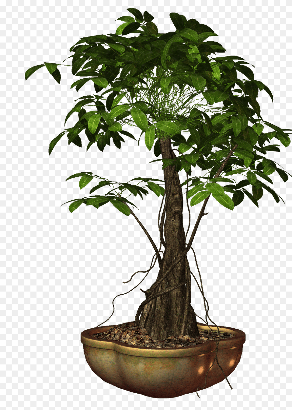 Largest Collection Of To Edit Bonsai Stickers, Plant, Potted Plant, Tree, Leaf Png