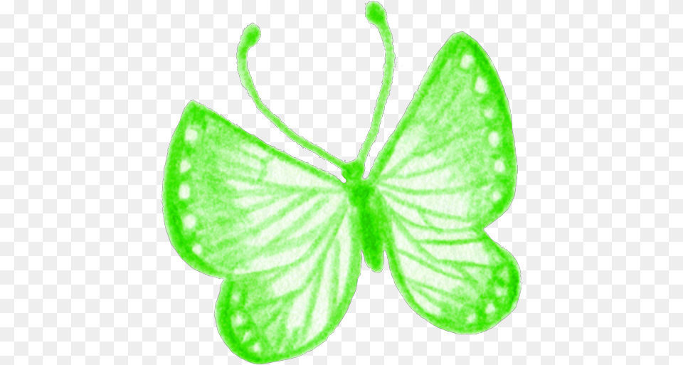 Largest Collection Of To Edit Butterfly Effect Picsart Photo Studio, Flower, Leaf, Petal, Plant Free Transparent Png
