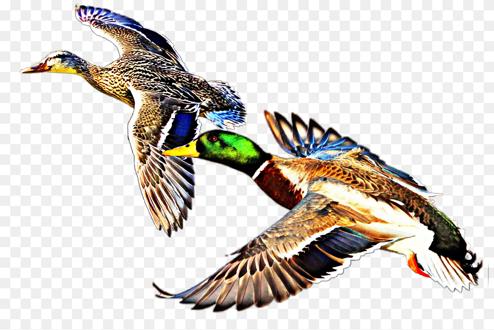 Largest Collection Of To Edit Duck Dynasty Stickers, Animal, Anseriformes, Bird, Waterfowl Png Image