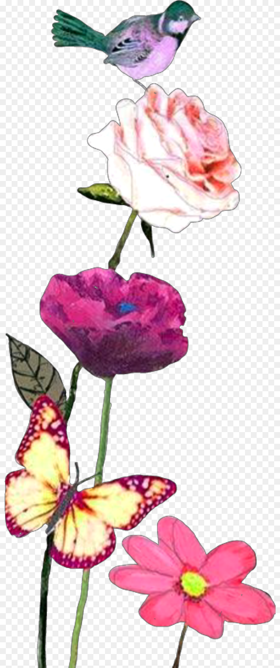 Largest Collection Of To Edit Flowers Nature Stickers, Flower, Petal, Plant, Rose Free Png
