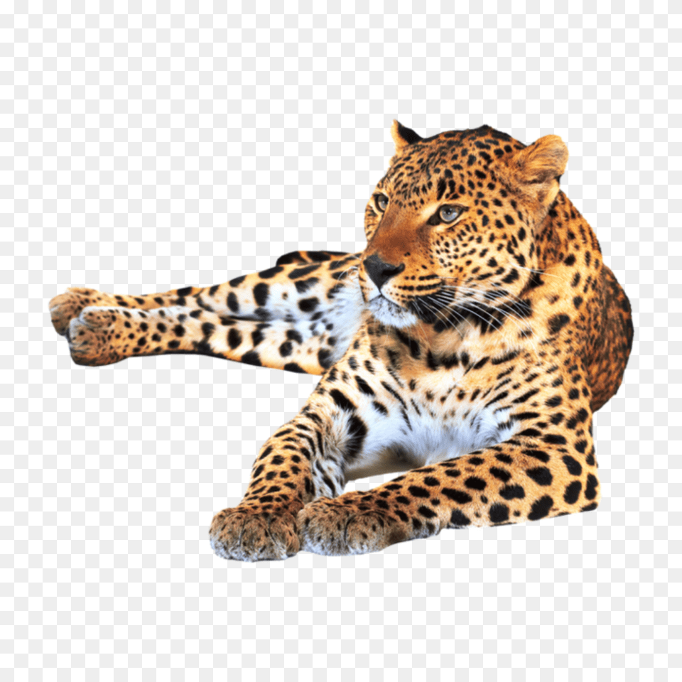 Largest Collection Of To Edit Leopard Print Stickers, Animal, Mammal, Panther, Wildlife Png Image