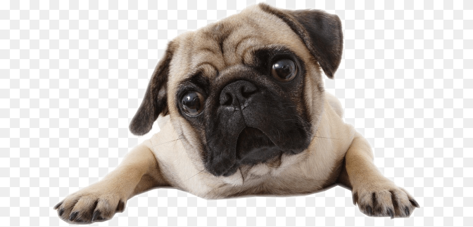 Largest Collection Of To Edit Lola The Duckface Cute Dog, Animal, Canine, Mammal, Pet Png