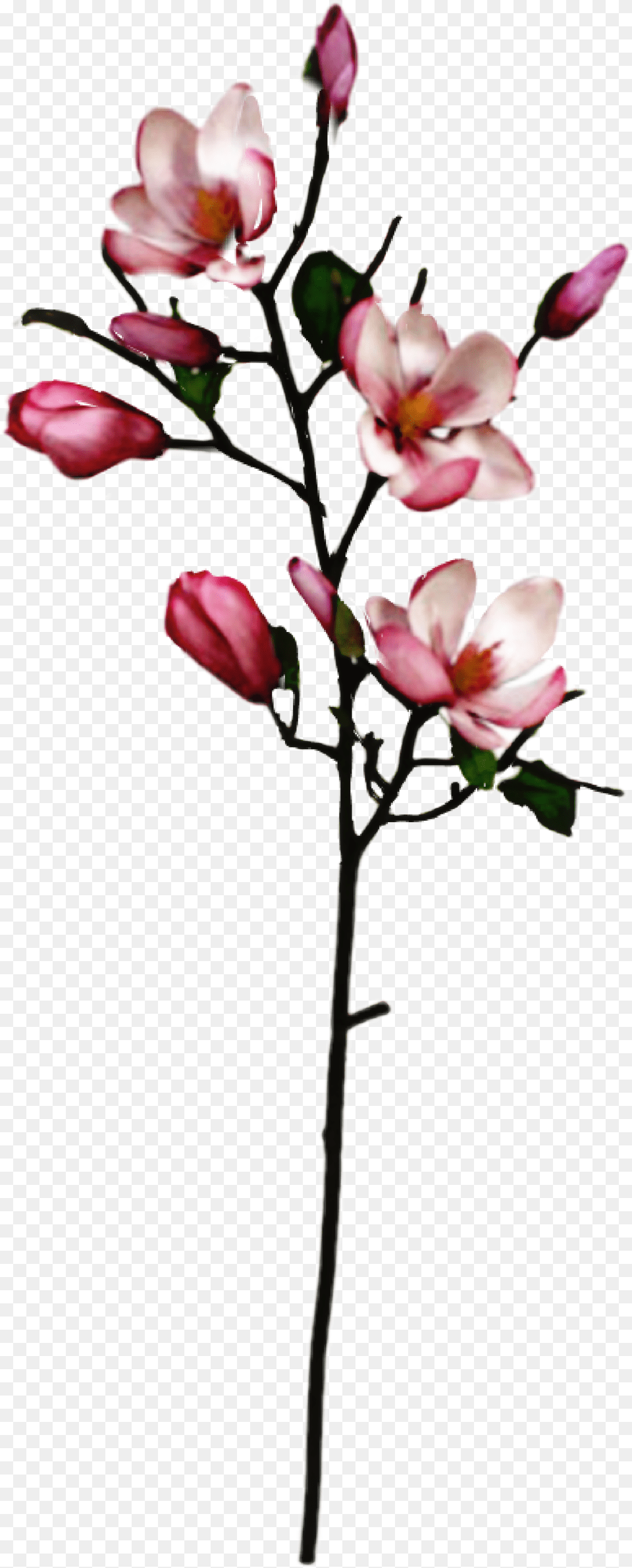 Largest Collection Of To Edit Magnolia Tree Stickers, Flower, Flower Arrangement, Petal, Plant Free Png Download