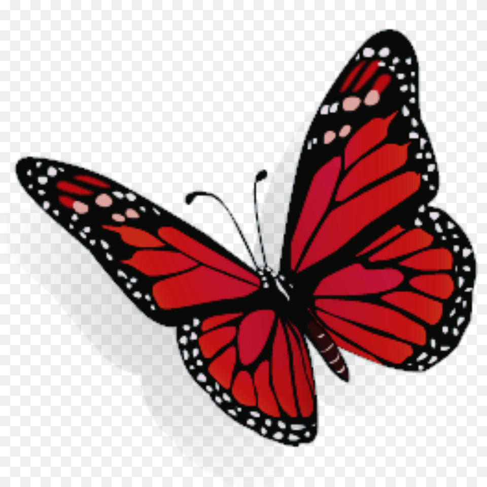 Largest Collection Of To Edit Stickers, Animal, Butterfly, Insect, Invertebrate Free Transparent Png