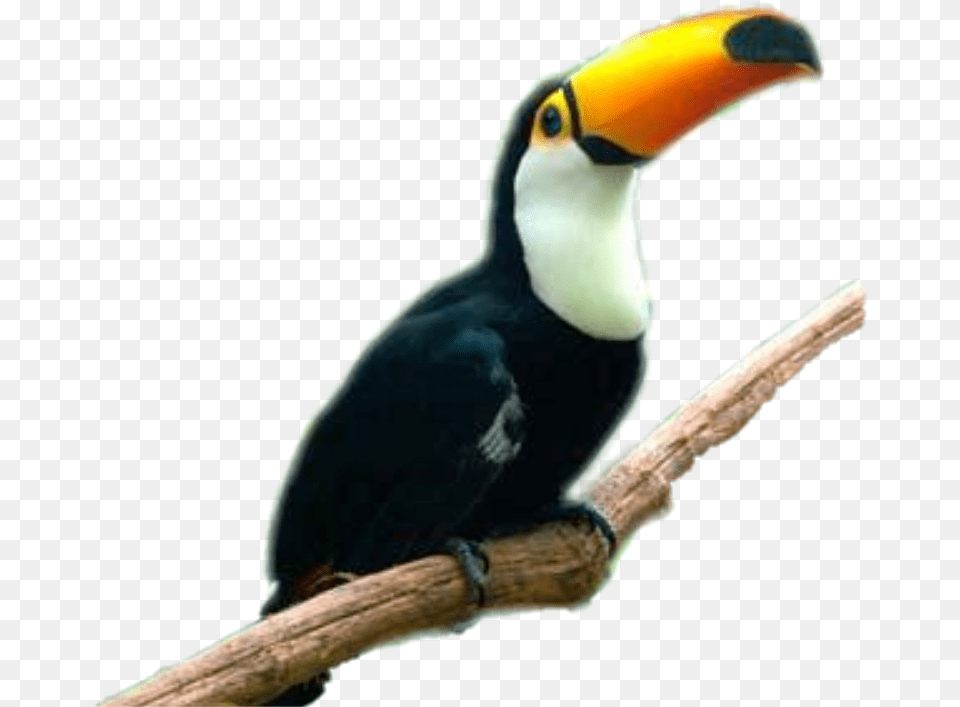 Largest Collection Of To Edit Tucan Stickers, Animal, Beak, Bird, Toucan Png Image