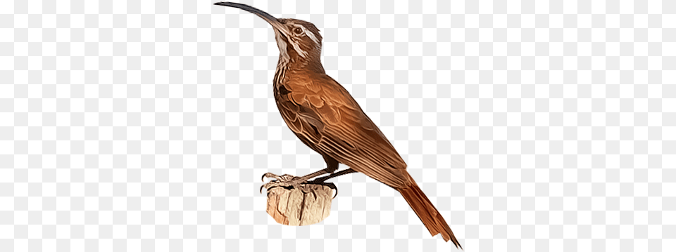 Lark, Animal, Anthus, Beak, Bird Png Image