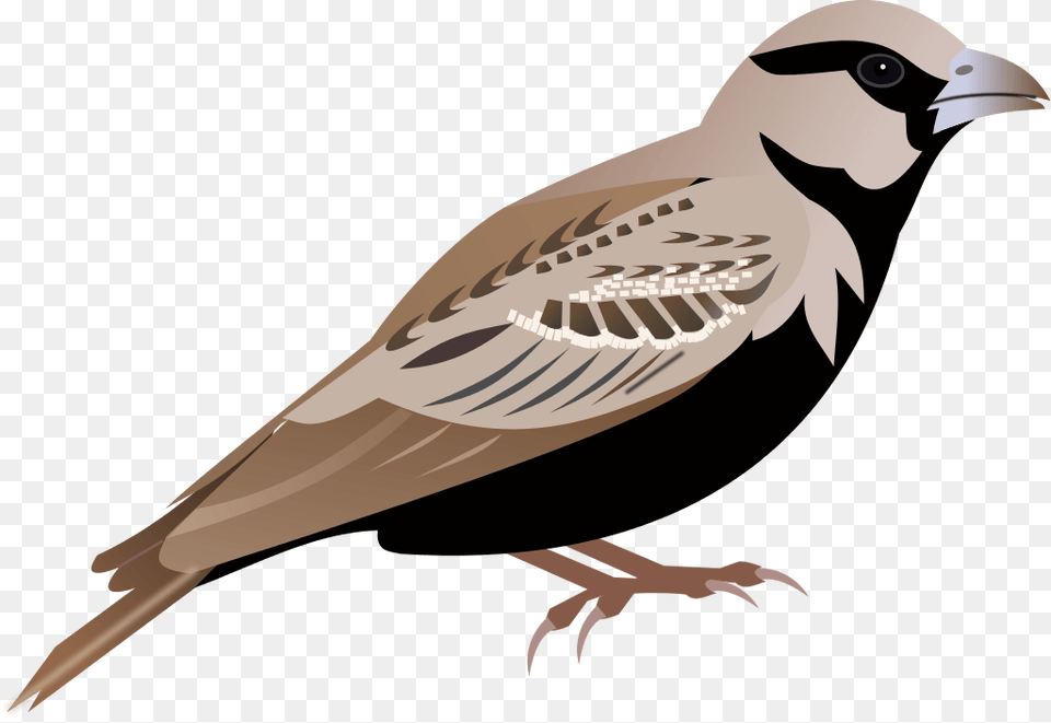 Lark Cliparts, Animal, Beak, Bird, Finch Png Image