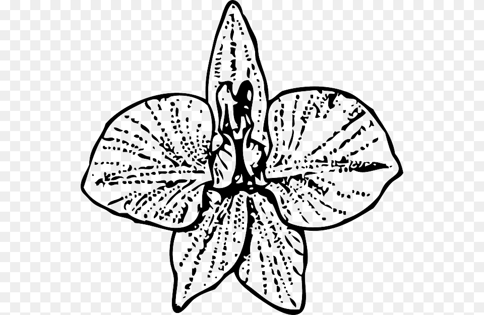 Larkspur Flower Tattoo, Plant, Art, Orchid, Stencil Png