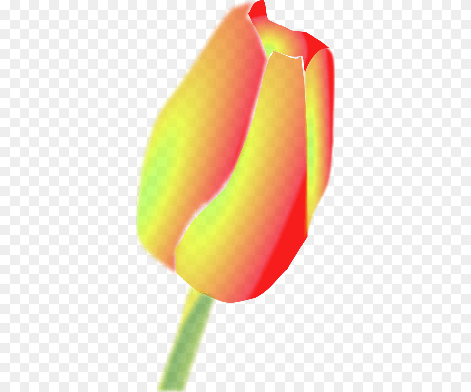 Larsen Tulip Flower, Plant, Person Free Png