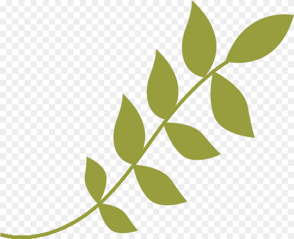 Las 4 Primeras Clases Son Una Ventana Para Conocer, Leaf, Plant Png