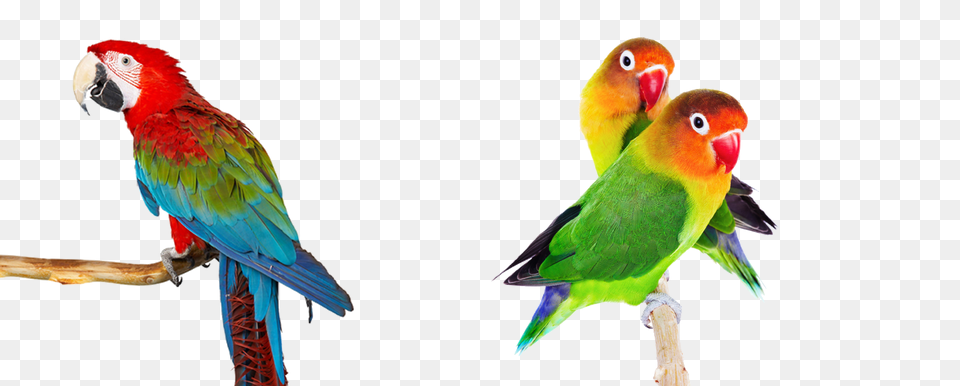 Las Aves En Interzoo, Animal, Bird, Parrot Free Transparent Png