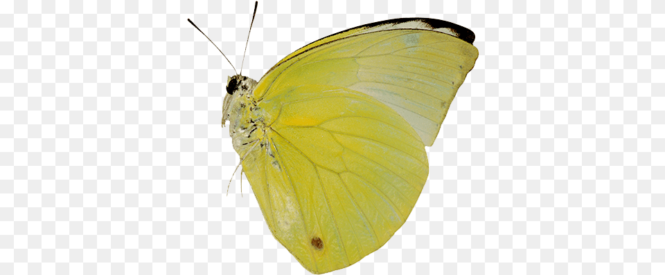 Las Mariposas Obtienen Sus Colores De Dos Fuentes Diferentes Tipos De Mariposas Amarillas, Animal, Insect, Invertebrate, Butterfly Free Transparent Png