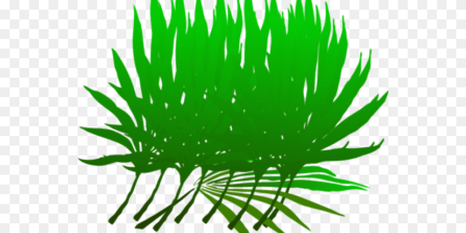 Las Palmas, Animal, Sea Life, Sea Anemone, Plant Free Transparent Png