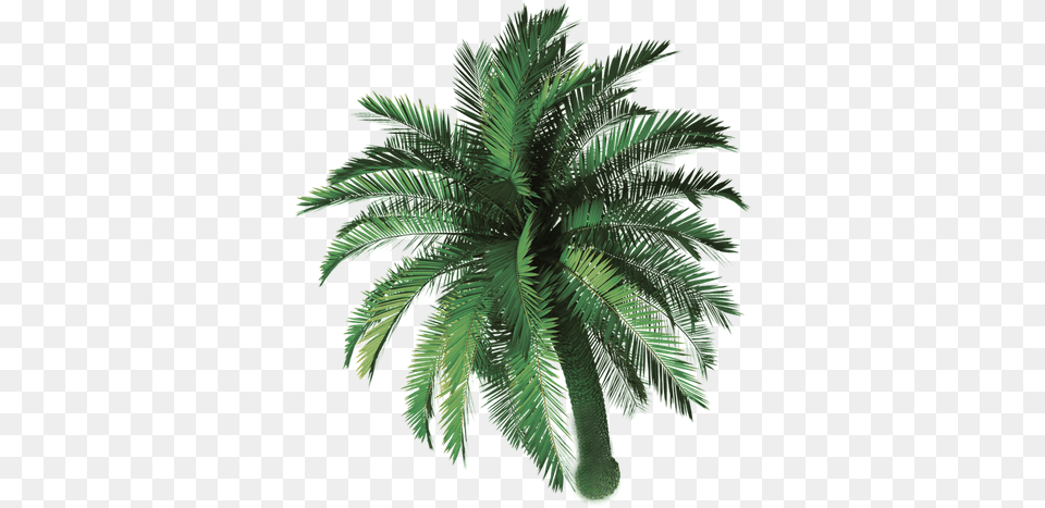 Las Palmas Mexican Bar And Grill Wixcom Palm Tree Top View, Palm Tree, Plant, Fern Png Image