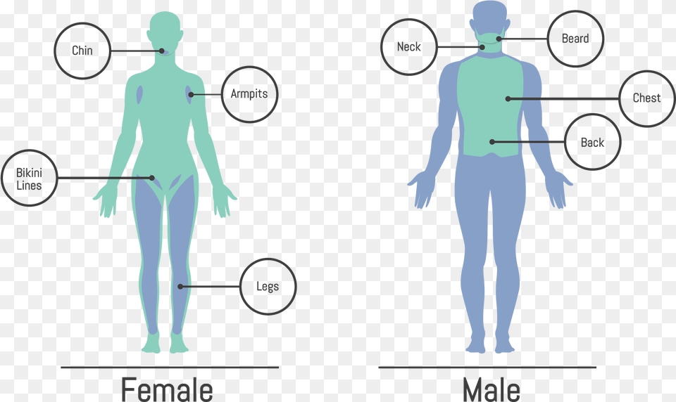 Laser Hair Removal Body Map, Chart, Measurements, Plot, Adult Free Transparent Png