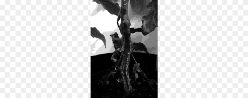 Late Blight Manifestation On Tomato Plants Grown On Monochrome, Tree, Plant, Root, Adult Png