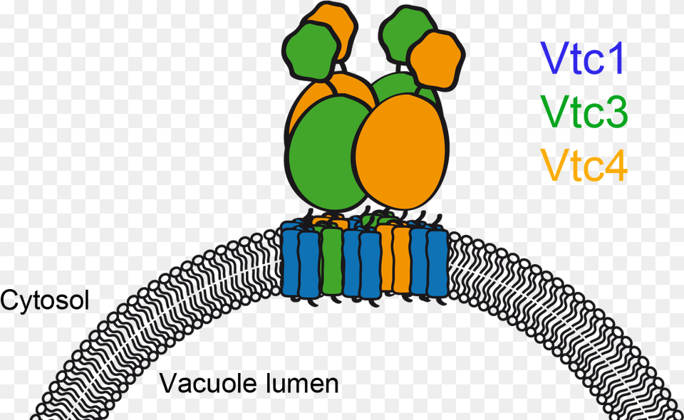 Later On It Turned Out That The Complex Actually Synthesizes Vtc Yeast Free Transparent Png