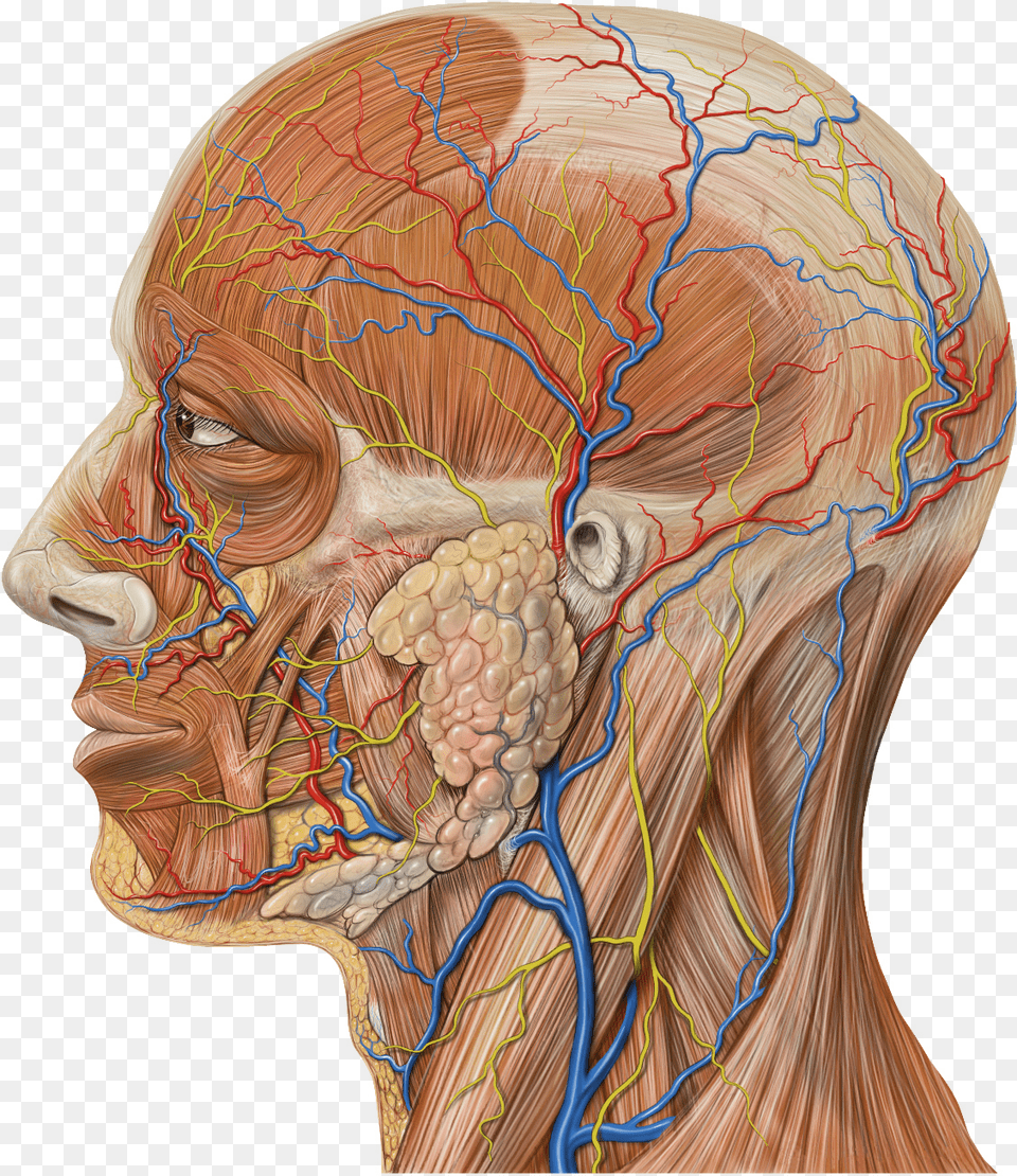 Lateral Head Anatomy Detail Gross Anatomy Of Parotid Gland, Body Part, Face, Neck, Person Free Png