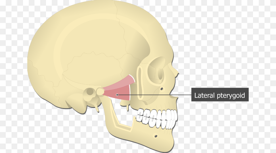 Lateral Pterygoid Muscle Attached To The Skull Lateral Pterygoid Muscle, Body Part, Mouth, Person, Teeth Free Transparent Png