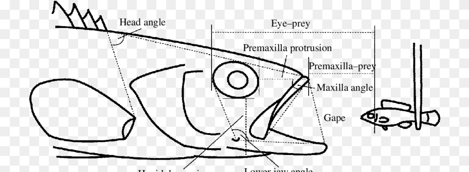 Lateral Schematic View Of A Largemouth Bass At The Diagram, Gray Png Image