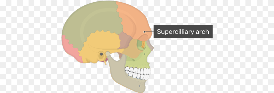 Lateral View Of The Supercilliary Arch Of The Skull Sphenoid Bone Lateral View, Body Part, Mouth, Person, Teeth Free Transparent Png