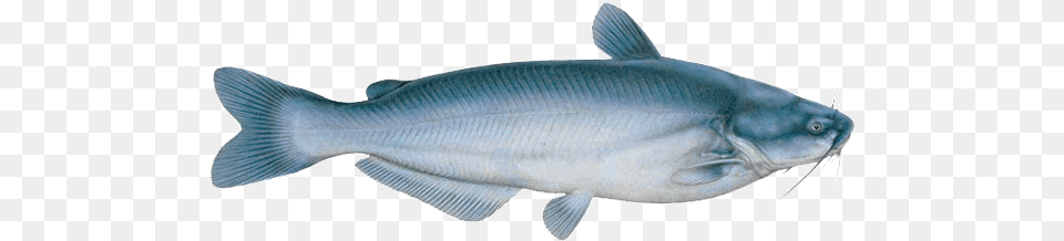 Latest Blue Catfish Virginia, Animal, Sea Life, Fish, Shark Png