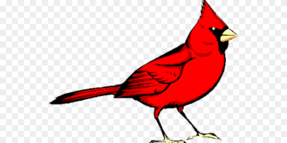 Latest Cliparts, Animal, Bird, Cardinal, Person Free Transparent Png