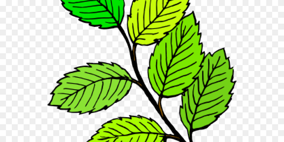 Latest Cliparts, Leaf, Plant, Herbs, Mint Free Transparent Png