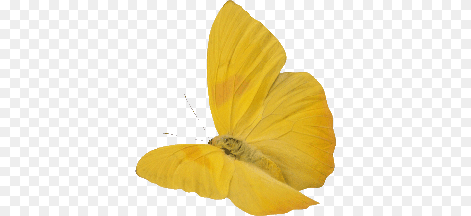 Latest Project Lowgif Yellow Butterfly Animated Gif, Flower, Petal, Plant, Animal Png Image