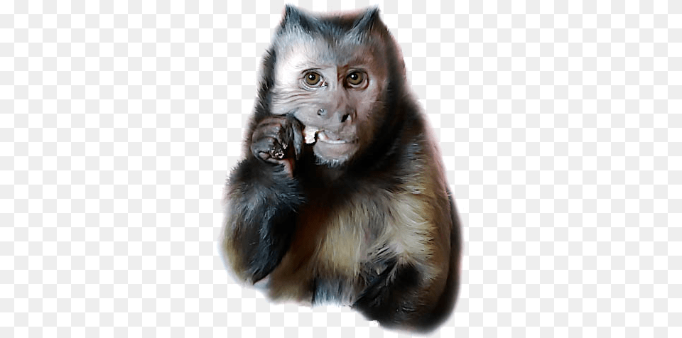 Latest Video, Animal, Mammal, Monkey, Wildlife Free Png Download