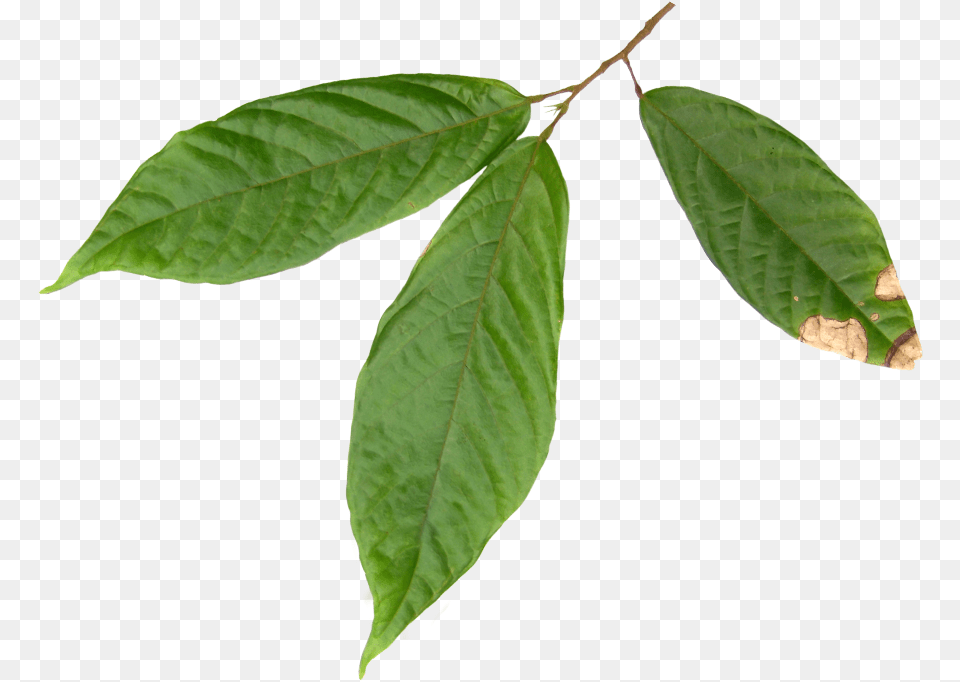 Latino Americana De Alimentos Ecuador Sa Quotlatialiquot, Leaf, Plant, Tree, Annonaceae Png