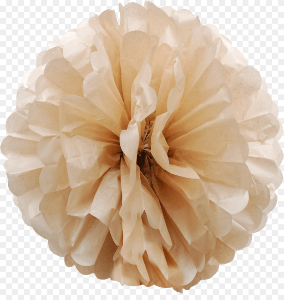 Latte Colored Paper Pom Poms 01 Tissue Paper, Dahlia, Flower, Plant, Rose Free Transparent Png