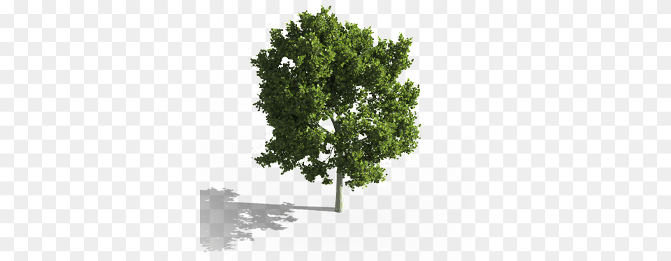 Laubwerk U2013 3d Plants For Cg Artists U0026 Architects Curated Aerial View Trees, Oak, Plant, Sycamore, Tree Free Transparent Png