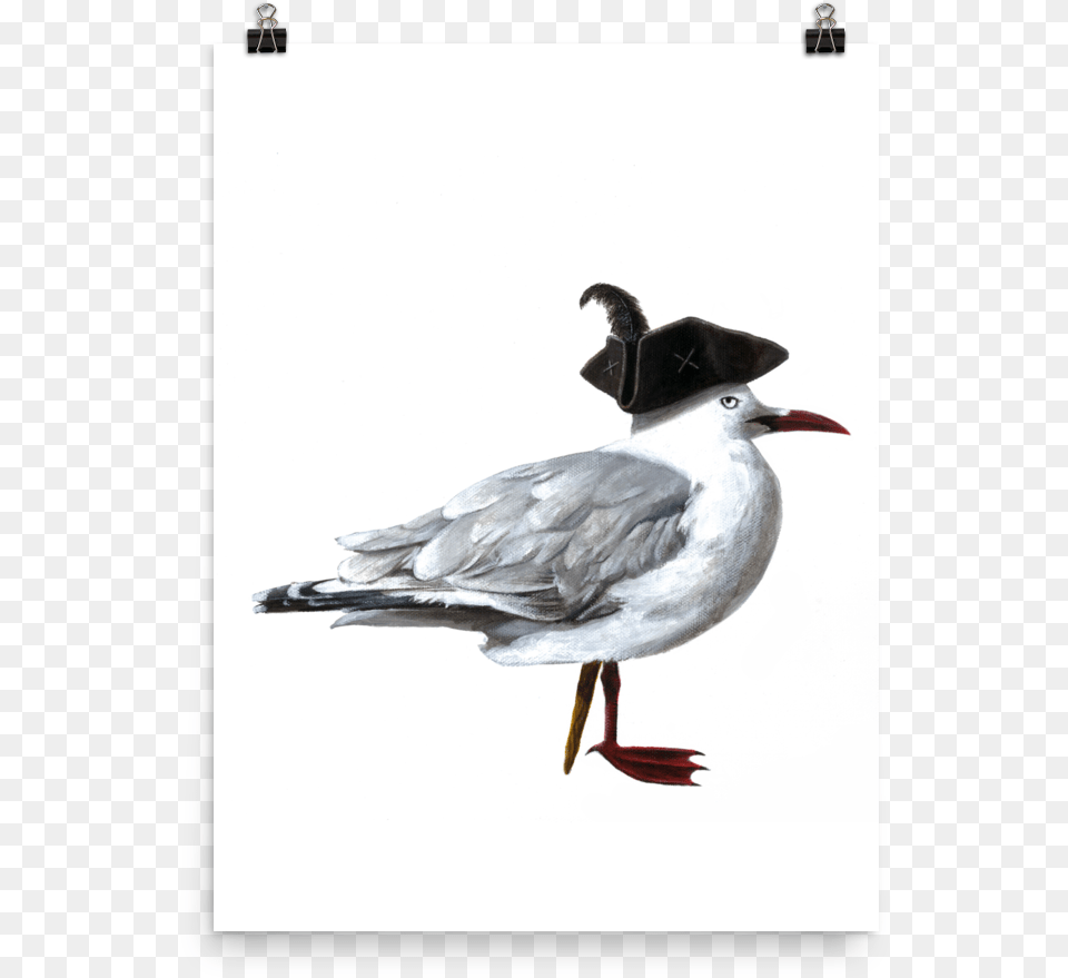 Laughing Gull, Animal, Beak, Bird, Flying Png